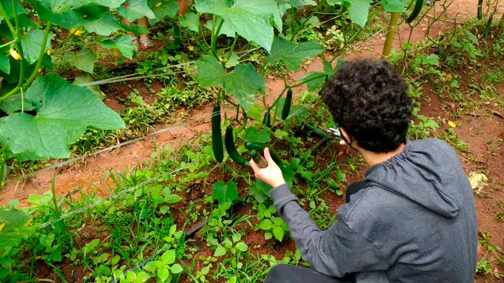 Alunos do INOV experimentam técnicas agrícolas na horta e colhem ótimos resultados