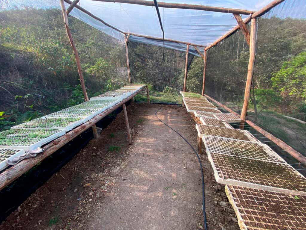 ‘Mudas na Terra Prometida’ fomenta a agricultura familiar orgânica na Penha, Rio de Janeiro