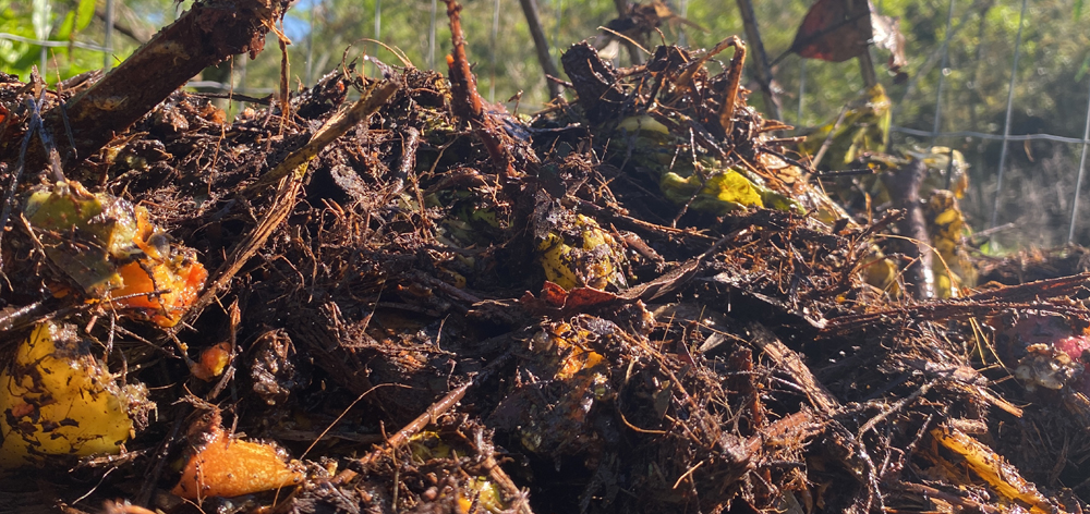 Do Lixo ao Adubo: Como o Guia de Compostagem Comunitária do Terra Orgânica pretende transformar a gestão de resíduos no Brasil